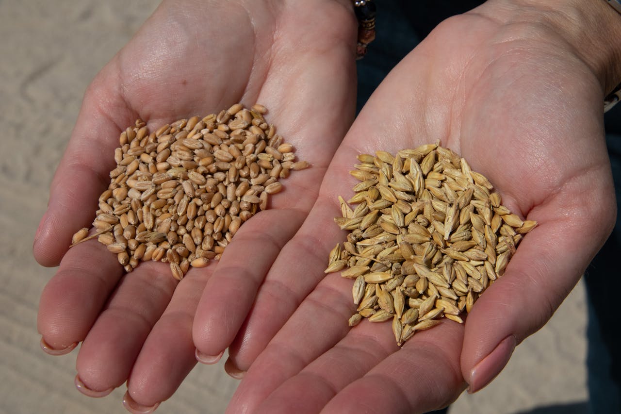 Close-up of hands holding wheat and barley grains, symbolizing agriculture and harvest.
