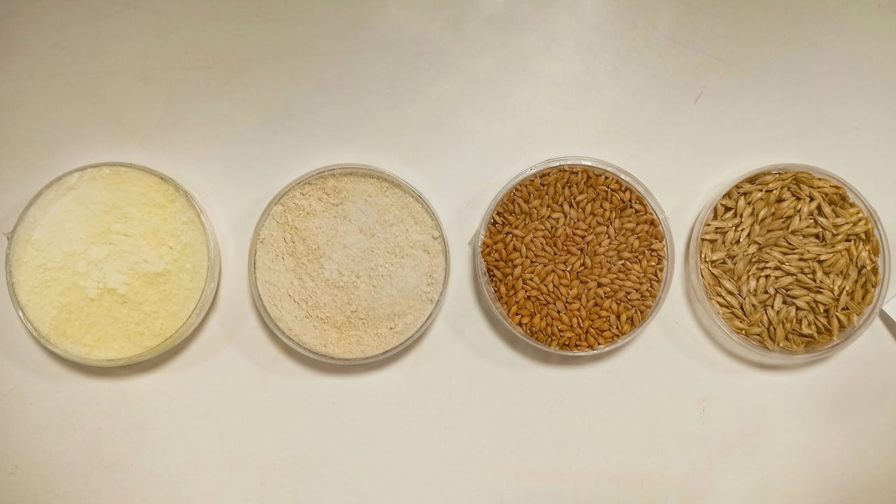 Close-up of various grains and flour displayed in petri dishes.