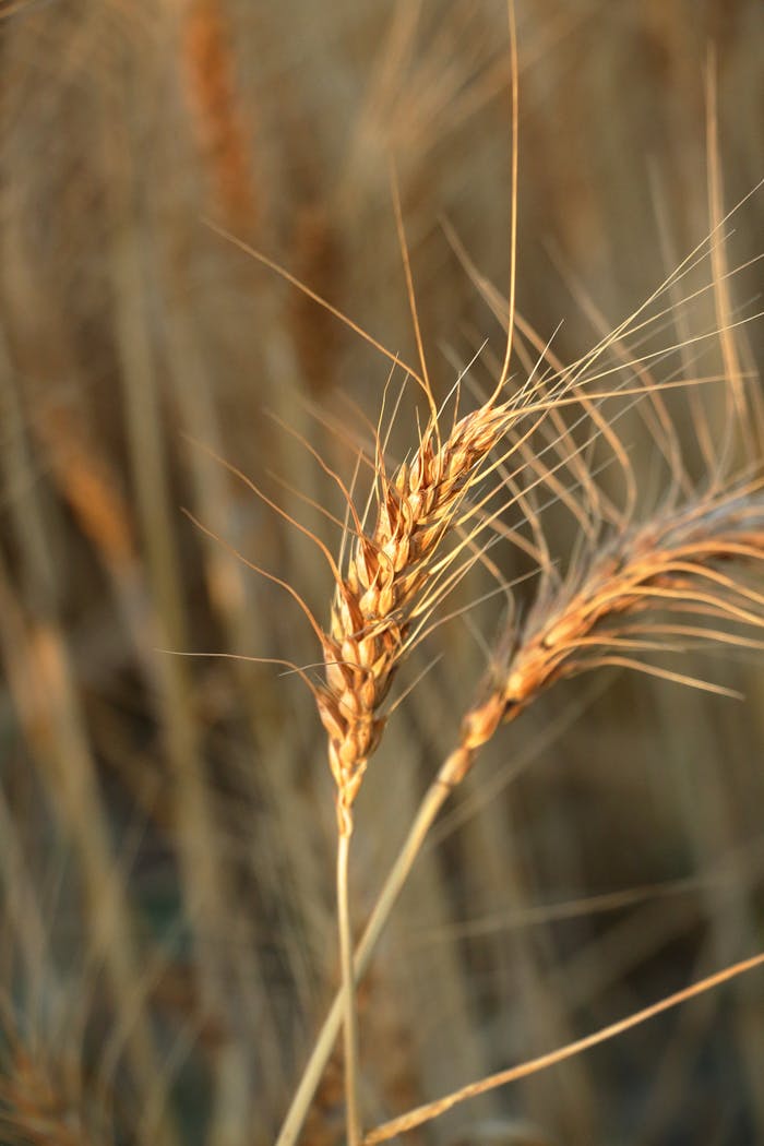 Detailed view of a wheat ear in warm sunlight, highlighting textures and colors.