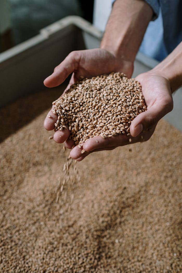 Close-up of hands holding wheat grains, perfect for brewing and fermentation themes.