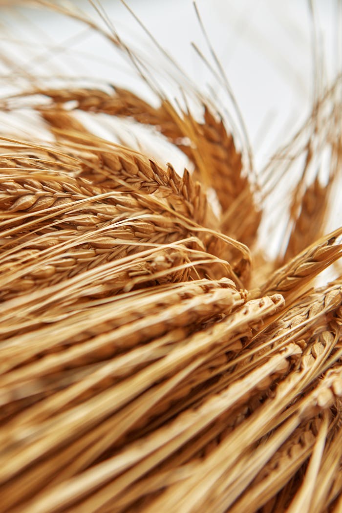 Vibrant close-up of golden wheat ears showcasing harvest season richness.