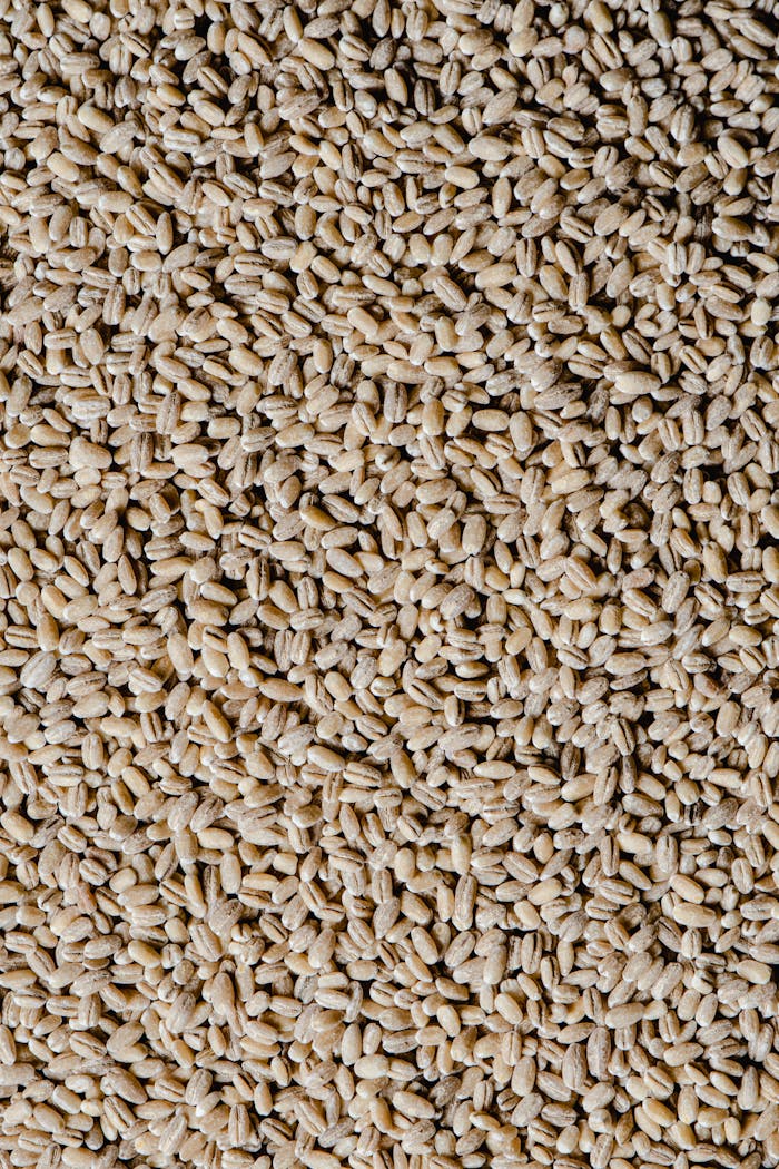 Detailed close-up of raw barley grains, highlighting texture and pattern, ideal for food backgrounds.