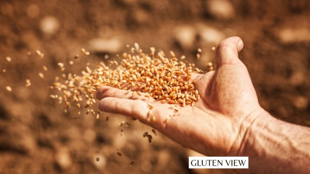 Why wheat hides in your favorite condiments